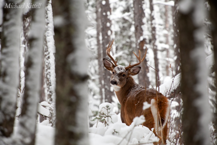 Winter Stroll